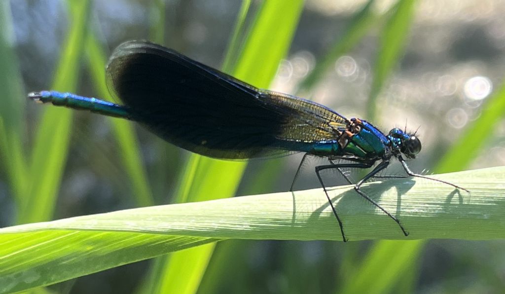 Calopteryx splendens..... m. e f.